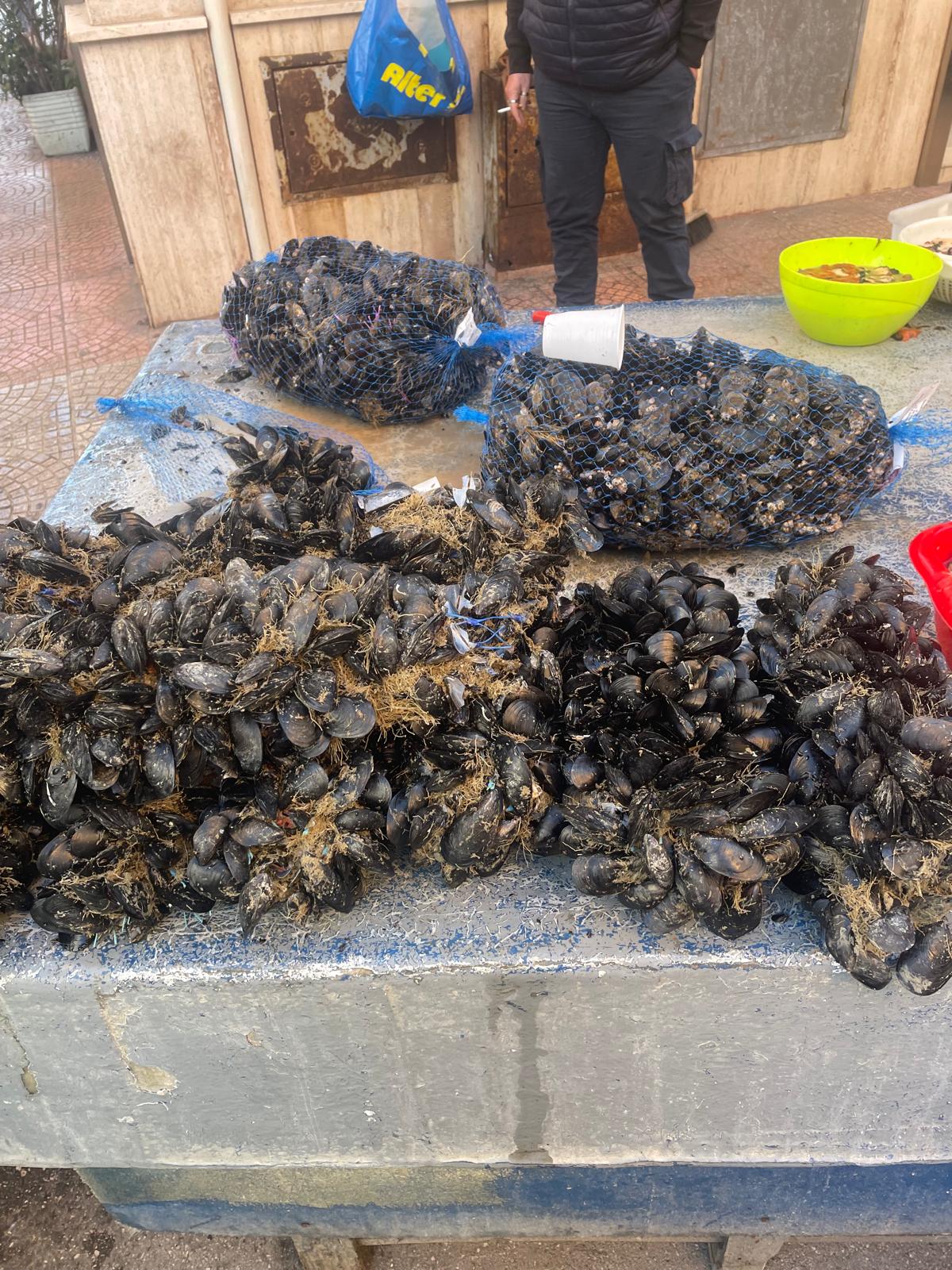 Sequestrati 300 ricci di mare e 50 Kg di cozze in cattivo stato di conservazione